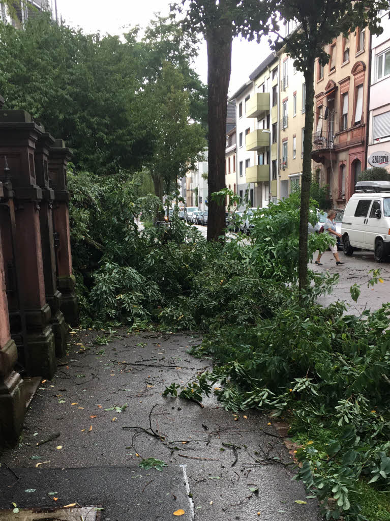 Ein kurzes und heftiges Unwetter hat in Freiburg Bume entwurzelt und Menschen die Sicht genommen.