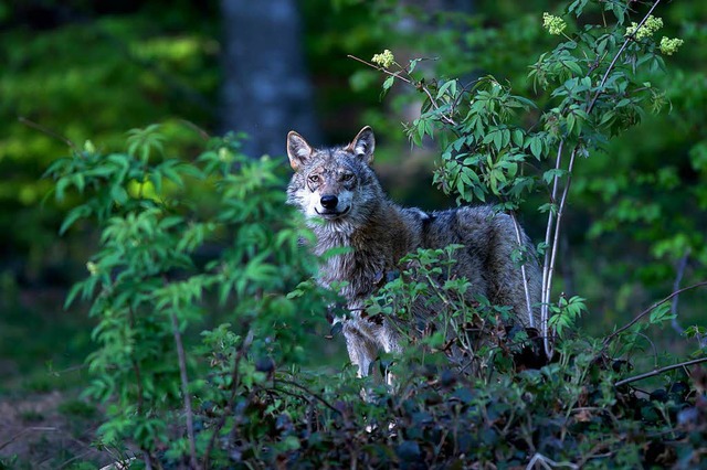 Ein Wolf, fotografiert von Erich Marek.   | Foto: Erich Marek