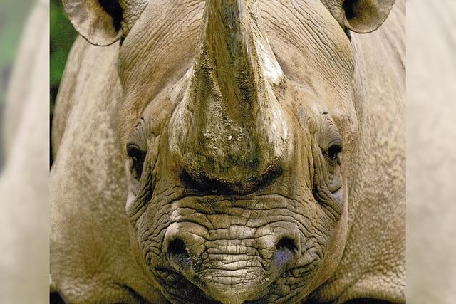 Tierschtzer protestieren gegen Nashorn-Horn-Auktion in Sdafrika