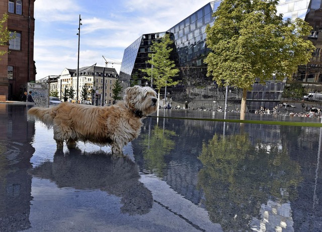 Ab und zu watet auch ein Hund durch den Gedenkbrunnen.   | Foto: R. Eggstein