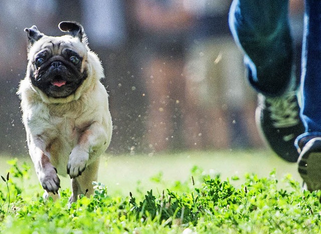 Mops gibt Vollgas  | Foto: dpa