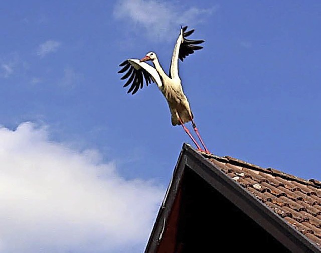 Dieser Schnappschuss gelang Max Himmel...he auf der Durchreise  ihn  mitnahmen.  | Foto: Max Himmelsbach 