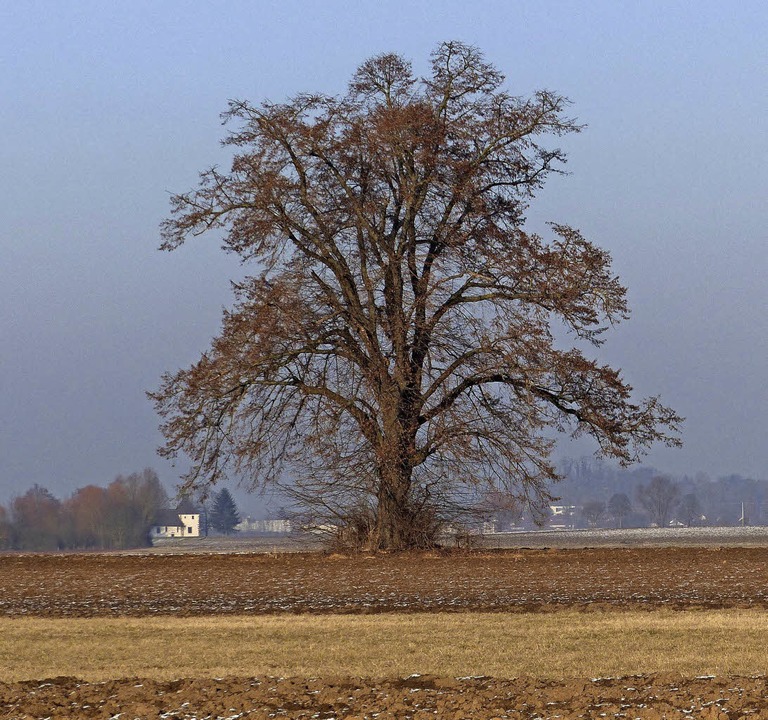 Die Alte Linde Ist Ein Naturdenkmal - Friesenheim - Badische Zeitung