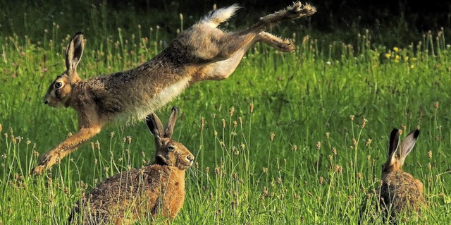 Muntere Kerlchen: Feldhasen  | Foto: Klaus Lachenmeier