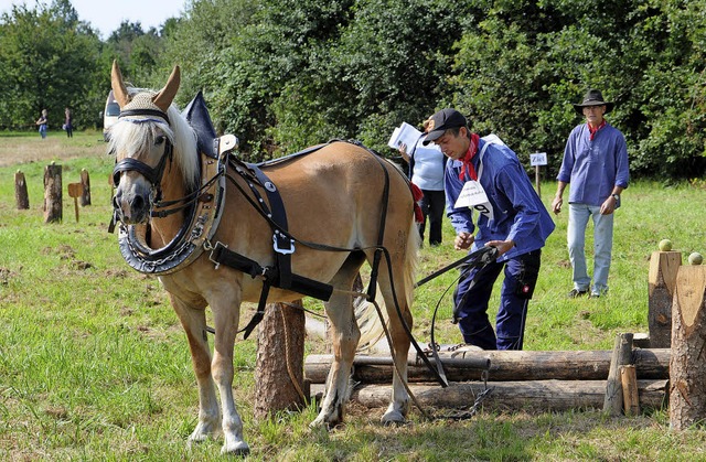 Gutmtige Tiere: Pferde beim &#8222;Holzrcken&#8220;   | Foto: Lhnig