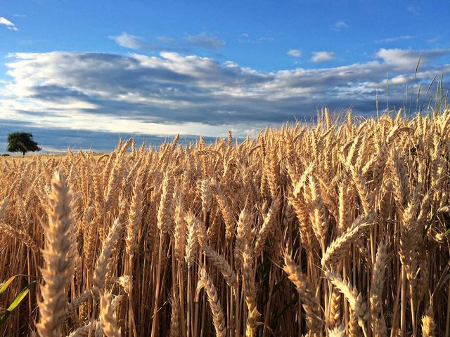 Dem Getreide hat das trockene Wetter i...n - Pilzdruck gab es so gut wie nicht.  | Foto: Jutta Schtz