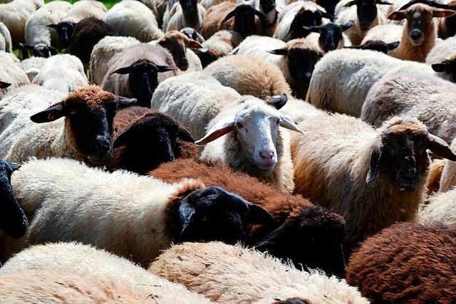 Spektakuläres Drohnenvideo: 1500 Schafe überqueren Alpengipfel
