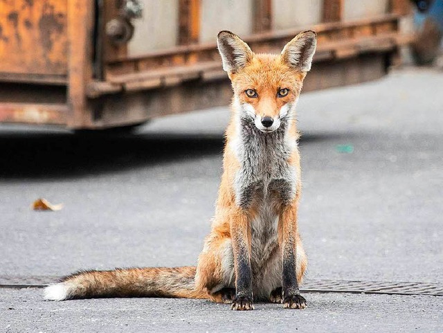 Den Fuchs zieht es auch am Kaiserstuhl immer mehr in Stdte und in Hausgrten.  | Foto: imago stock&people