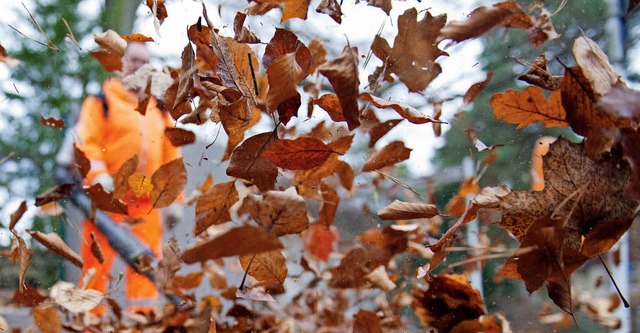 Laubblser sind nicht nur im Herbst beliebt &#8211; und berchtigt.   | Foto: dpa