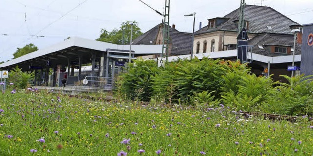 Da ist Leben: ppige Blumenwiese zwischen Agentur fr Arbeit und Bahnhof.   | Foto: Sabine Ehrentreich