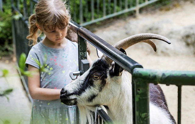 Manche Kinder stecken ihre ganze Freizeit in den Kinderzoo.   | Foto: Torben Weber/Zoo Basel