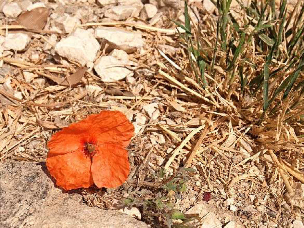 Michaela Rimkus: Mohnblume, entdeckt bei einer Wanderung am Castel St. Claire, Hyere.