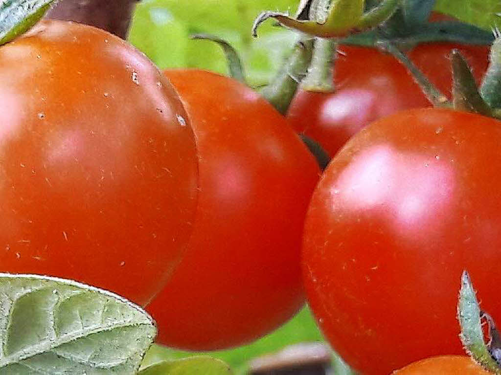 Susanne Mayer:  Rote „Paradiespfel“ in einem Garten in Bad Sckingen.