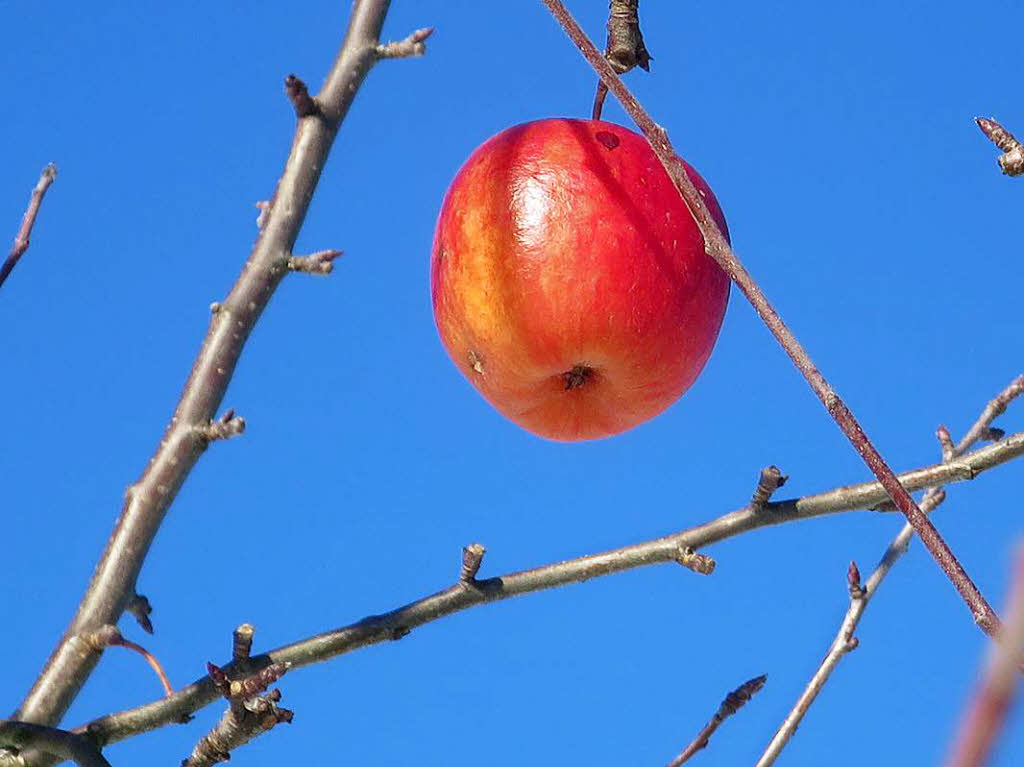 Helmut Porsche: Ja gut, ein roter Apfel ... aber, wer wrde glauben, dass ich diesen Apfel bei einem Winterspaziergang am 06. Jan. 2017 in den  tief verschneiten Weinbergen am Tllinger Berg fotografiert habe?!