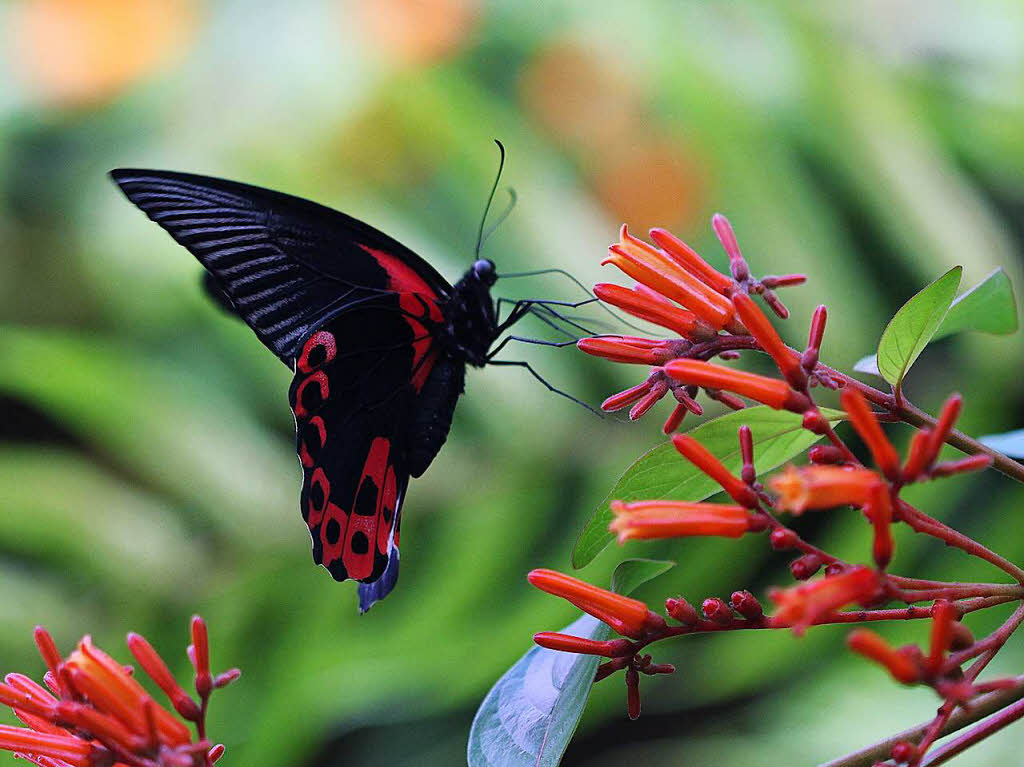 Simone Kirrmann: Den hab ich gesehen im Papiliorama –  es ist die Rote Rose.