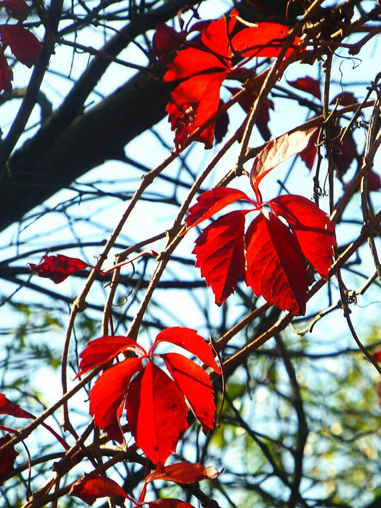 Ellen Balint: Rotes Leuchten