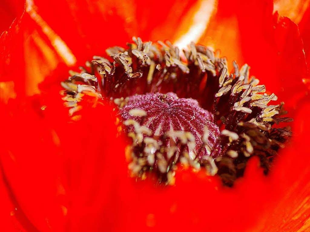 Helge W. Friedlein: Mohnblumen im Garten der letzten Jahre.