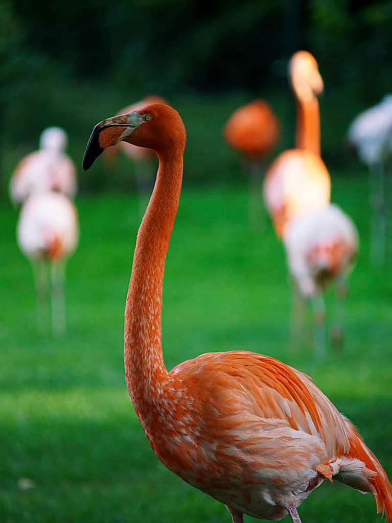 Stefanie Diez: Ein roter Flamingo inmitten seiner Gefhrten auf einer grnen Wiese - Aufgenommen im Zoo Karlsruhe.
