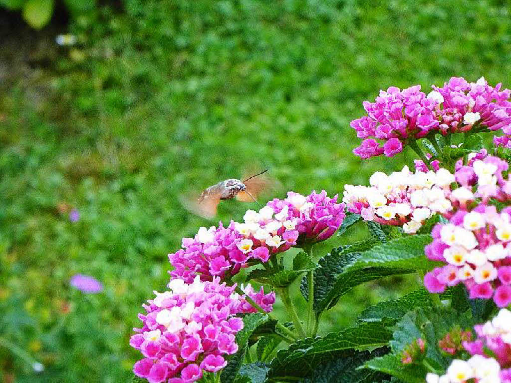 Ein Schnappschuss aus dem heimischen Garten: ein Taubenschwnzchen/Kolibrischwrmer an einem Wandelrschen