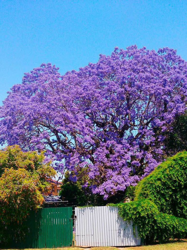 Ein in  voller Blte  stehender  Jacaranda-Baum,   aufgenommen in der australischen Stadt Grafton (New South Wales).