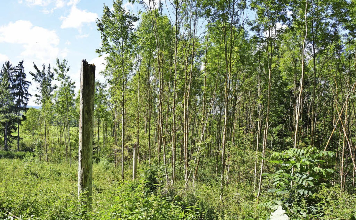 Die Eschensterben ab, sie stehen von v...efährliche Schädlinge für die Bäume.    | Foto: Manfred Beathalter