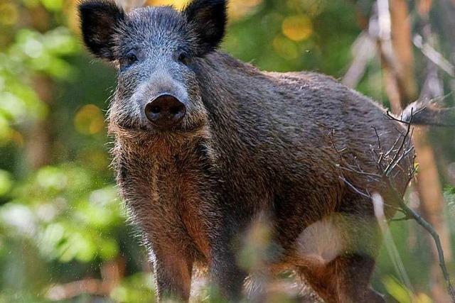 Zchter haben Angst vor Afrikanischer Schweinepest