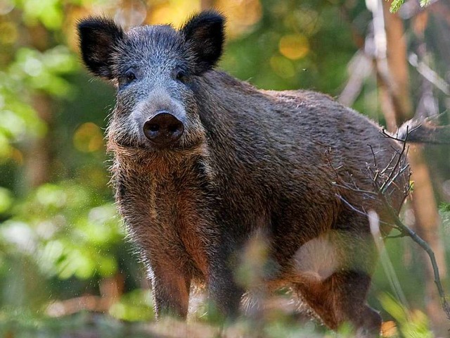 Auch Wildschweine knnen sich mit  der...in Deutschland gab es noch keinen Fall  | Foto: dpa