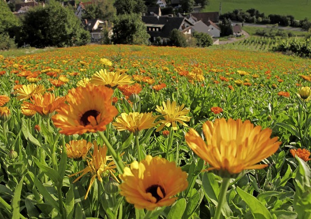 Sommer bei Lipburg - eine prchtige Ri...wiese erfreut Fotografen und Insekten.  | Foto: Jutta Schtz