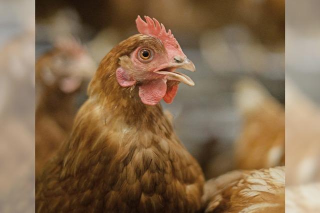 Kehls kleinster Teilort wehrt sich gegen Legehennenstall