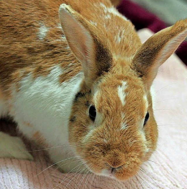 Ein  Kaninchenbock   | Foto: PRIVAT