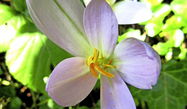 UNTRGLICHE ZEICHEN der Natur, dass in...tlose enthalten das giftige Colchicin.  | Foto: Reiner Merz