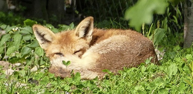 Der Fuchs fhlt sich pudelwohl in den Langen Erlen.   | Foto: Sara-Lynn Zundl