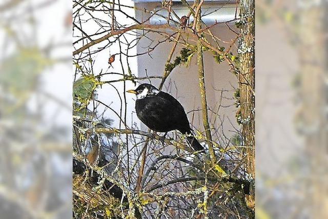 Gefiederte Launen der Natur