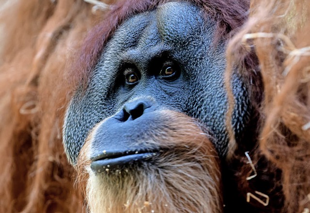 Orang-Utan Bruno aus dem Mnchner Zoo ...t seinen 48 Jahren ein echter Senior.   | Foto: dpa