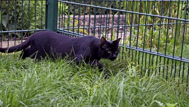 So lsst sich&#39;s urlauben: Eine Hau... auf der Pirsch in der Katzenpension.   | Foto: Marie Wintergerst