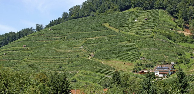 Besitzer  von  Weinbausteillagen wie d...len fr ihre Arbeit gefrdert werden.   | Foto: Archivfoto:Christian Ringwald