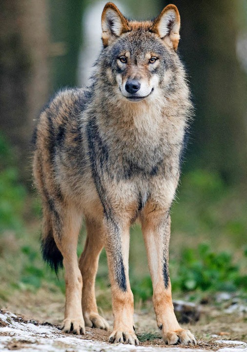 Dieser Wolf lebt in einem Wildpark in ...len. Wegen ihm gibt es keinen Debatte.  | Foto: dpa