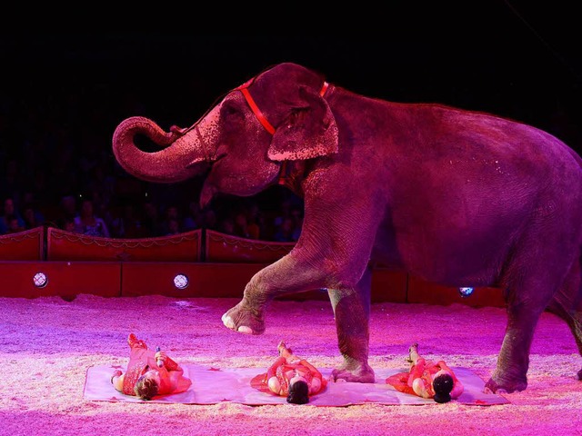 2015 gastierte der Zirkus Charles Knie...mit Elefanten in Freiburg,<ppp></ppp>   | Foto: archiv: rita eggstein