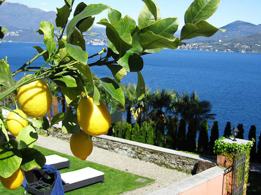 Zitronen  in Oggebio am Lago Maggiore.
