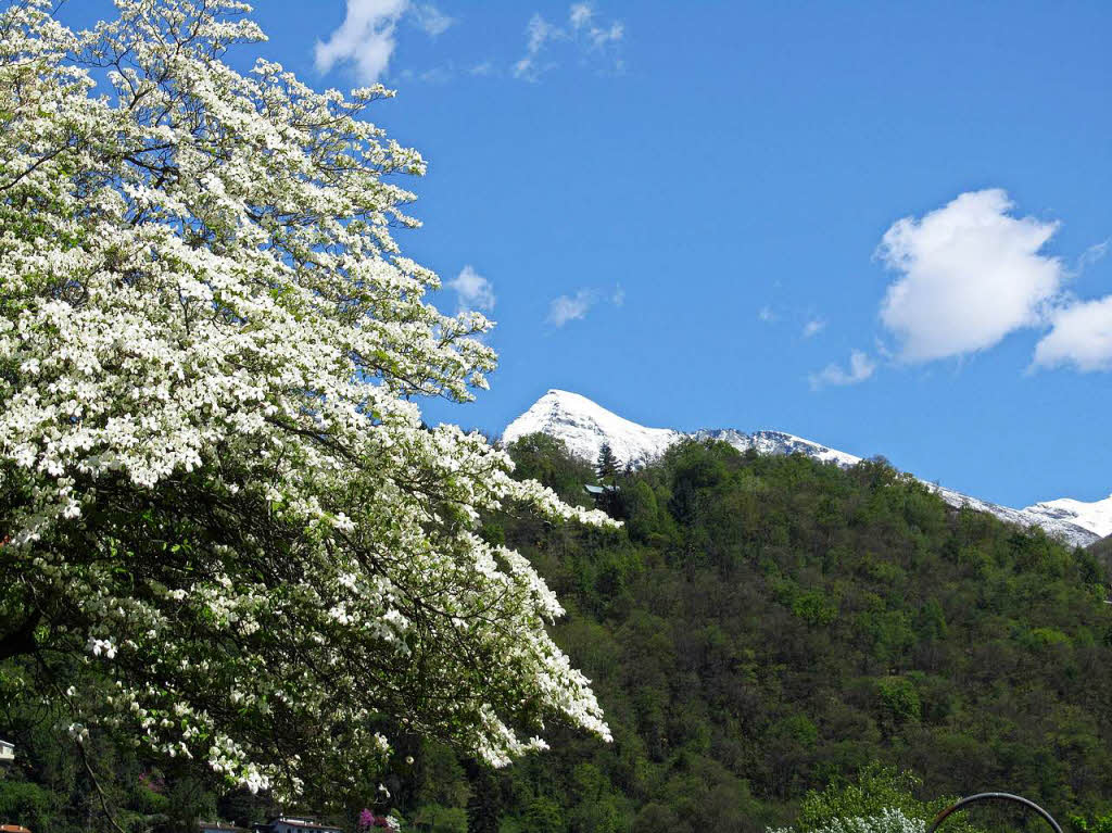 Der  letzte schneebedeckte Berg mit blhendem Baum im Vordergrund in Locarno.