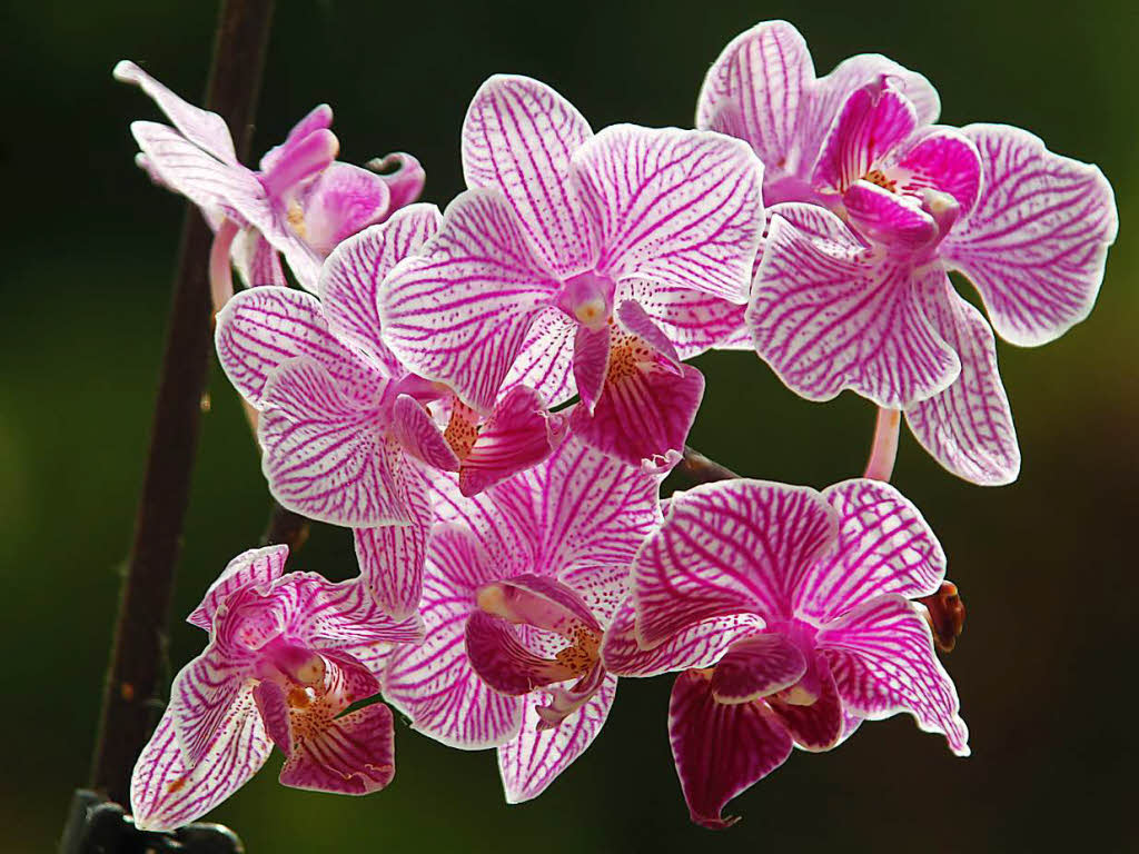 Horst Strophff: Orchideenblten
