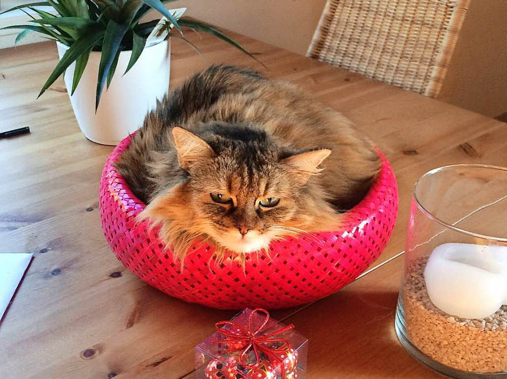 Brigitte Robens-Whrle: Katze Cookie liebt meinen pinkfarbenen Brotkorb.