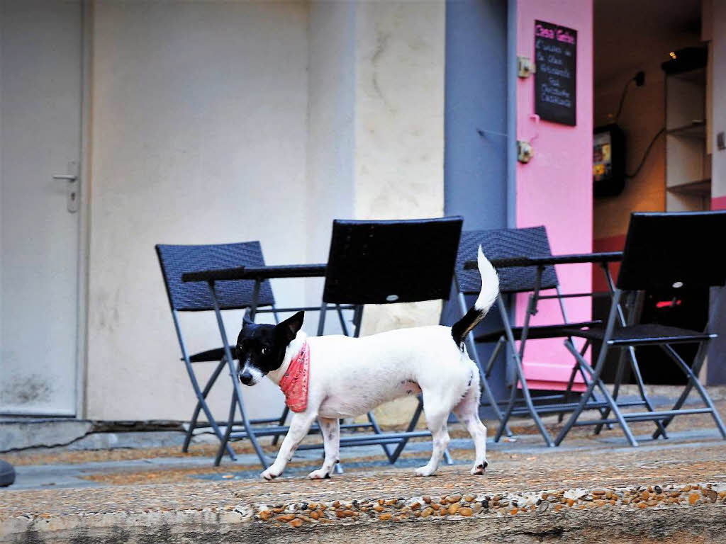 Thomas Heinzelmann: Kleiner Hund (Pinky) mit Schal, Korsika , Juni 2017