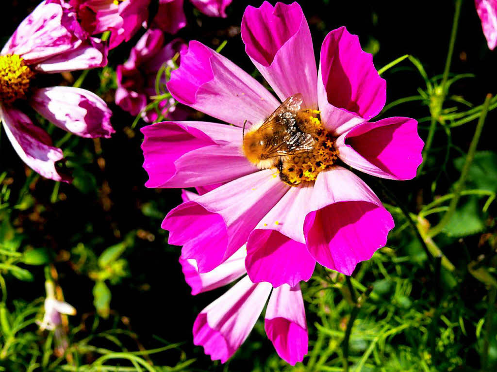 Jrgen Friedlein: Rosa Cosmea mit Biene. Aufgenommen im eigenen Garten.