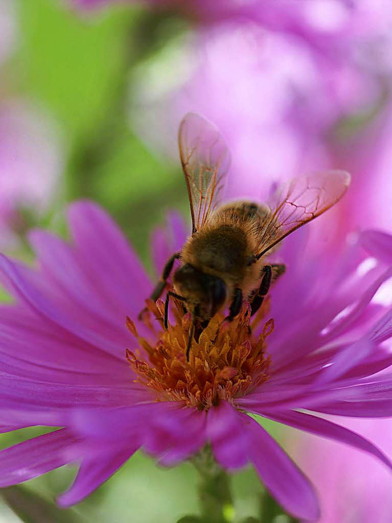 Lars Bausch: Die Biene in der pinkfarbenen Blume entstand im eigenen Garten.
