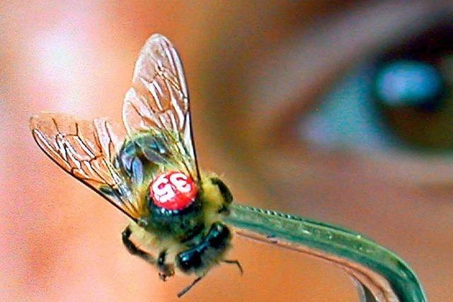 Suche nach den Gründen fürs Insektensterben