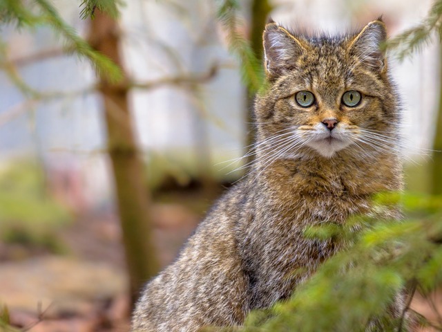 Wildkatzen unterscheiden sich von Hauskatzen durch ihr braunes, dichtes Fell.  | Foto: Rudmer Zwerver