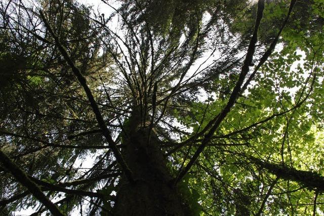 Sturmbannwald - was geschieht, wenn die Natur regiert?
