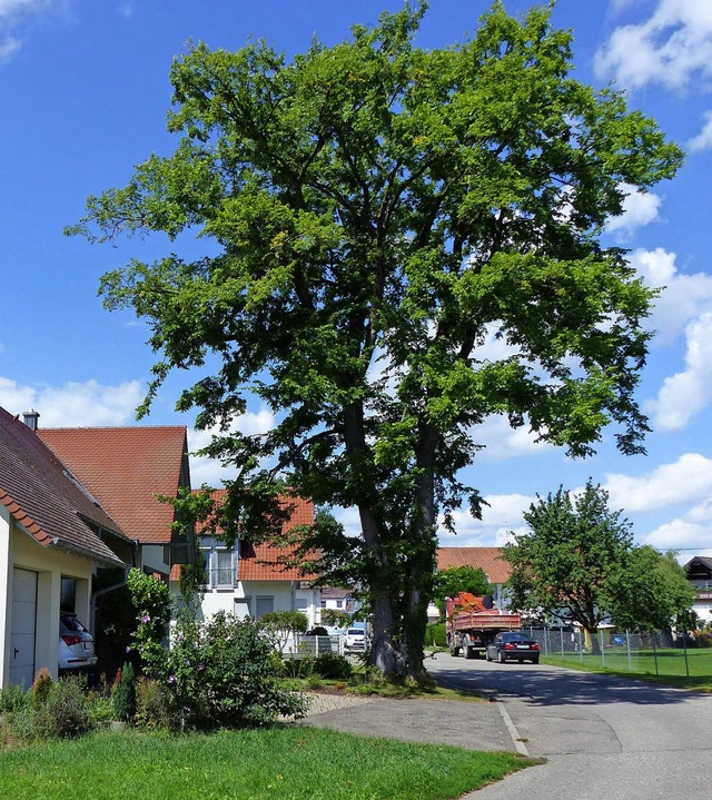 Die Schutterner Ulme   | Foto: Ekkehard Klem