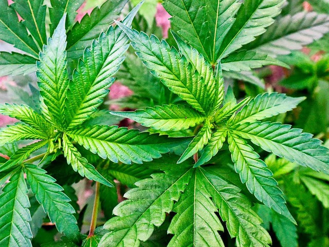 Cannabis im Garten will offenbar nicht jeder haben.  | Foto: dpa
